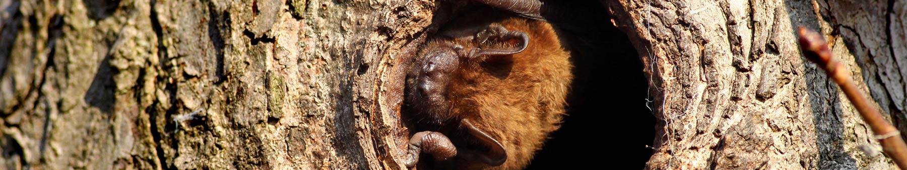 Bat surveys, bat ecology
