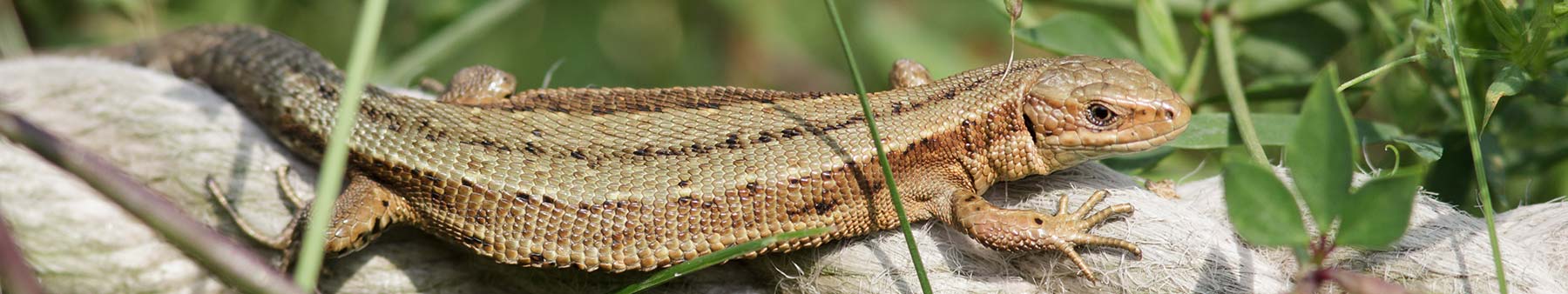 Reptile surveys and ecology