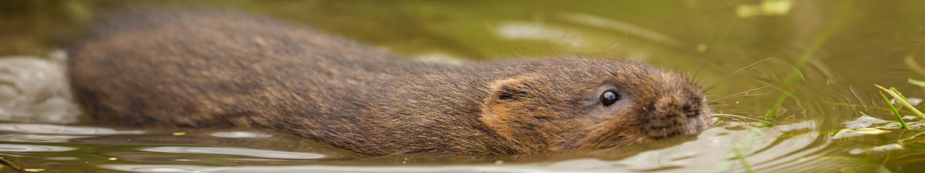 Water Vole Surveys