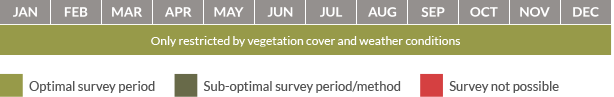 Survey calendar for otters